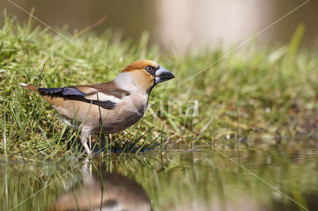 Appelvink (Coccothraustes coccothraustes)