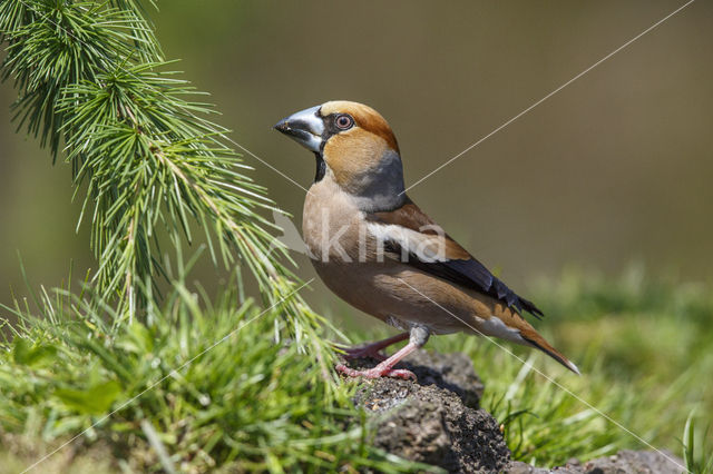 Appelvink (Coccothraustes coccothraustes)