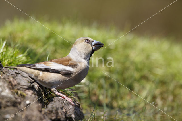 Appelvink (Coccothraustes coccothraustes)