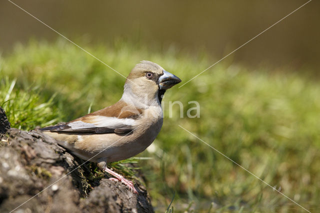 Appelvink (Coccothraustes coccothraustes)