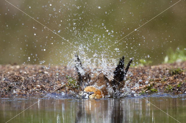 Appelvink (Coccothraustes coccothraustes)