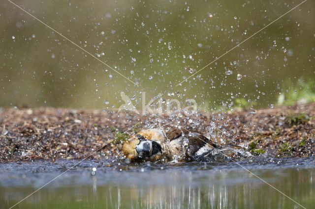 Appelvink (Coccothraustes coccothraustes)