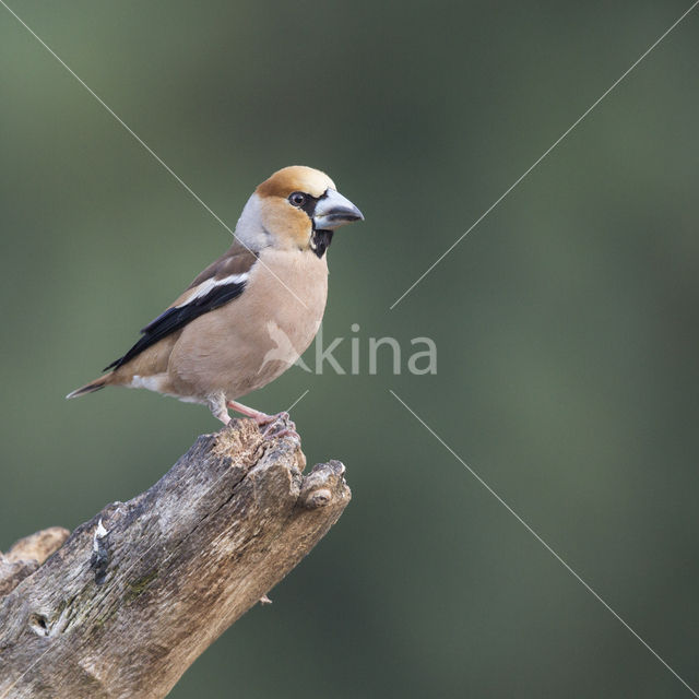 Appelvink (Coccothraustes coccothraustes)