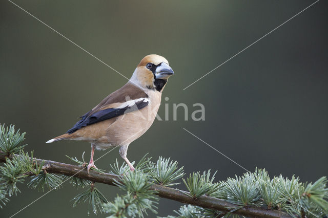 Appelvink (Coccothraustes coccothraustes)