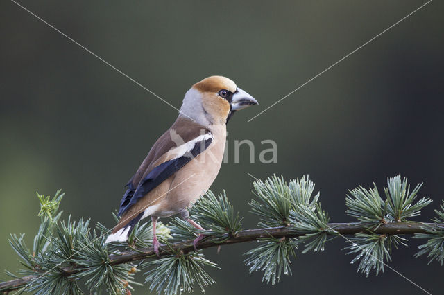 Appelvink (Coccothraustes coccothraustes)