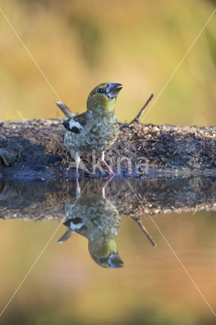 Appelvink (Coccothraustes coccothraustes)