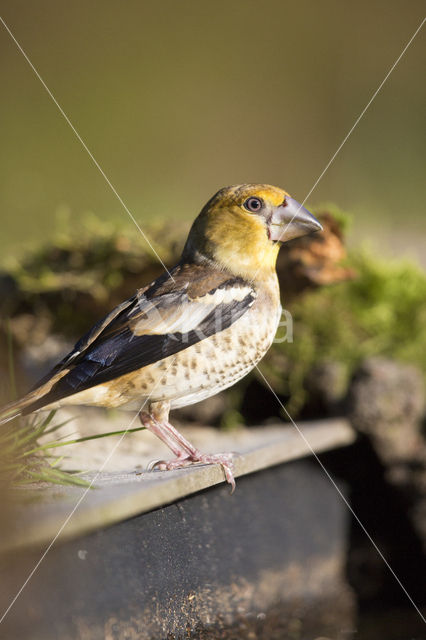 Appelvink (Coccothraustes coccothraustes)