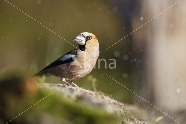 Appelvink (Coccothraustes coccothraustes)