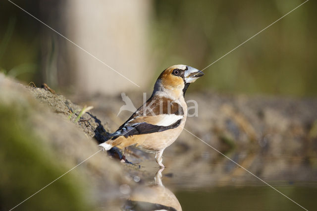 Appelvink (Coccothraustes coccothraustes)