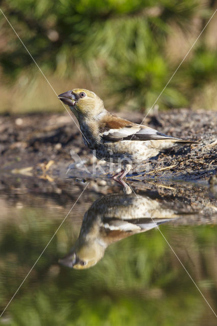 Appelvink (Coccothraustes coccothraustes)