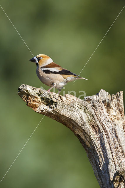 Appelvink (Coccothraustes coccothraustes)