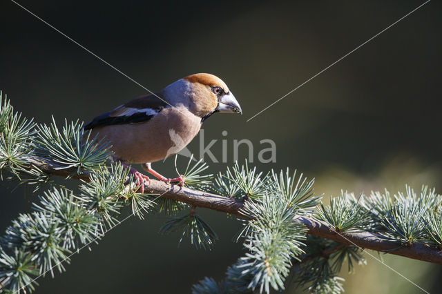 Appelvink (Coccothraustes coccothraustes)