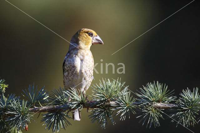 Appelvink (Coccothraustes coccothraustes)