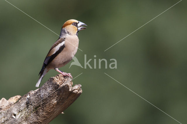 Appelvink (Coccothraustes coccothraustes)