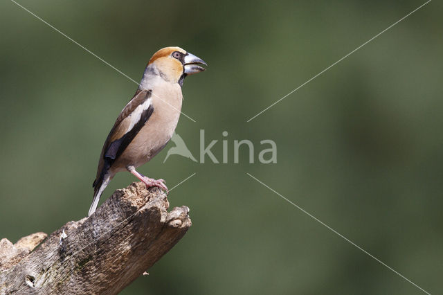 Appelvink (Coccothraustes coccothraustes)