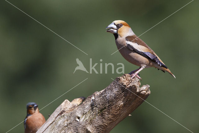 Appelvink (Coccothraustes coccothraustes)