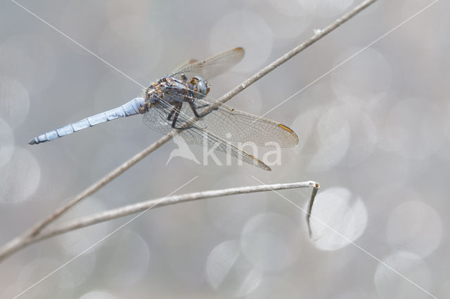 Beekoeverlibel (Orthetrum coerulescens)