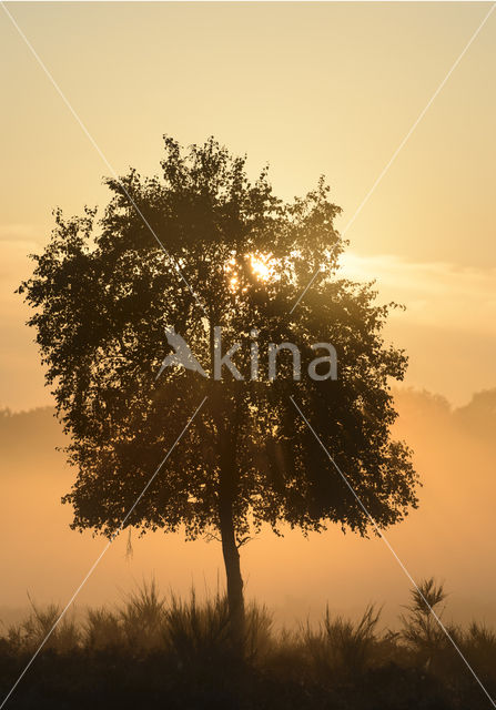 Berk (Betula)