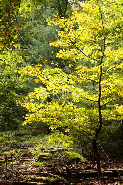 Berk (Betula)