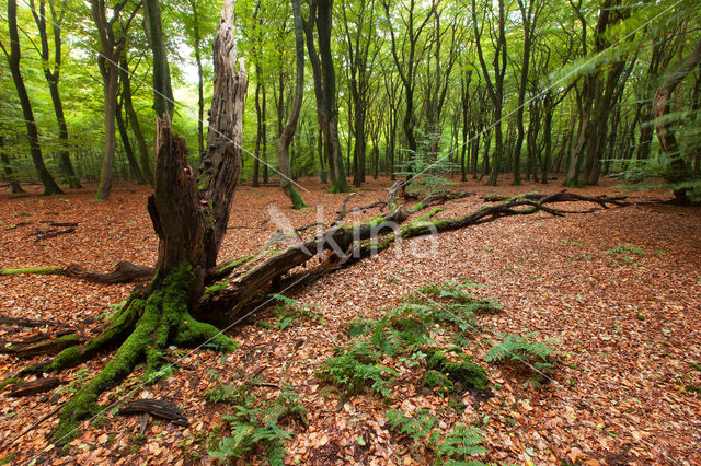 Beuk (Fagus spec.)