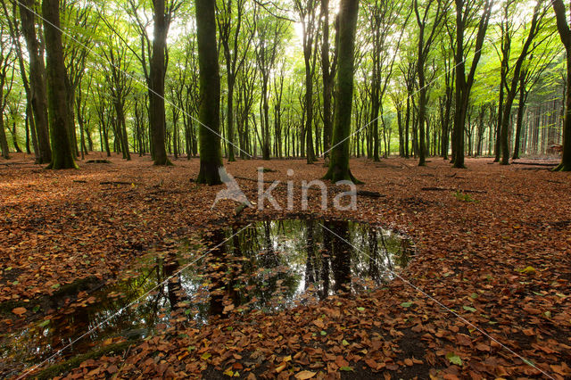 Beuk (Fagus spec.)