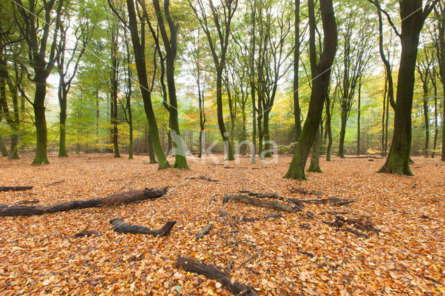 Beuk (Fagus spec.)