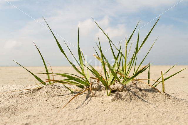 Biestarwegras (Elytrigia juncea subsp. boreoatlantica)