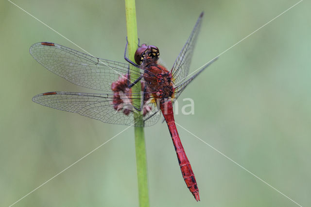 Bloedrode heidelibel (Sympetrum sanguineum)