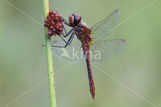 Bloedrode heidelibel (Sympetrum sanguineum)