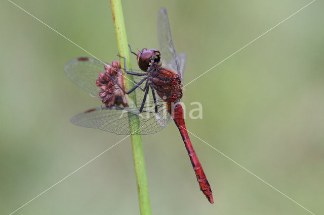 Bloedrode heidelibel (Sympetrum sanguineum)