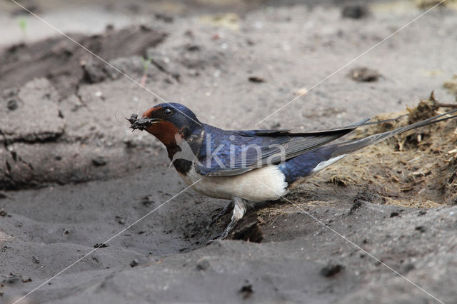 Boerenzwaluw (Hirundo rustica)