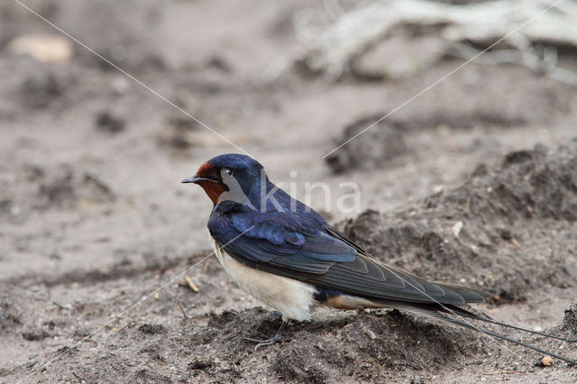 Boerenzwaluw (Hirundo rustica)