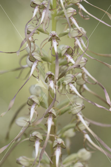 Bokkenorchis (Himantoglossum hircinum)