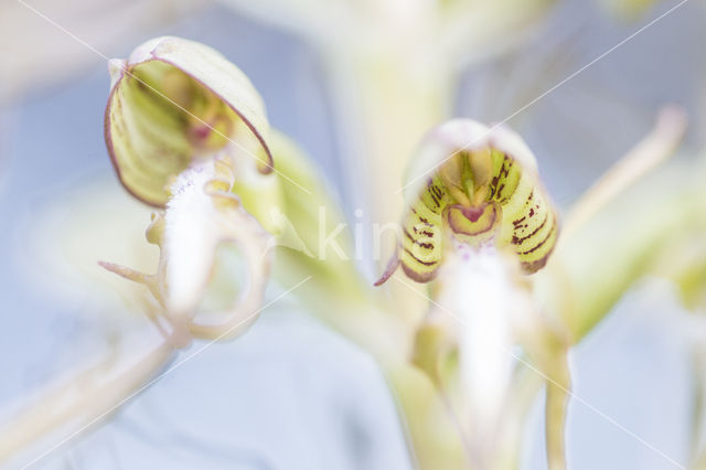 Bokkenorchis (Himantoglossum hircinum)