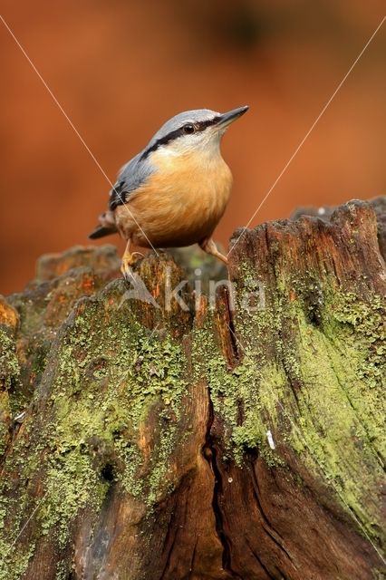 Eurasian Nuthatch (Sitta europaea)