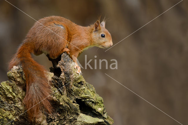 Eekhoorn (Sciurus vulgaris)