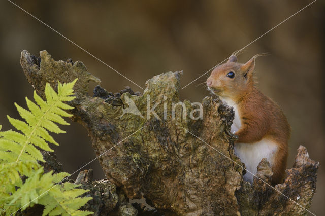 Eekhoorn (Sciurus vulgaris)