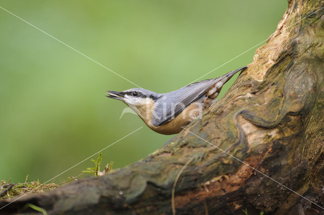 Eurasian Nuthatch (Sitta europaea)