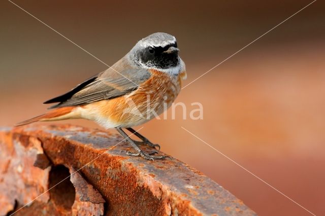 Gekraagde Roodstaart (Phoenicurus phoenicurus)