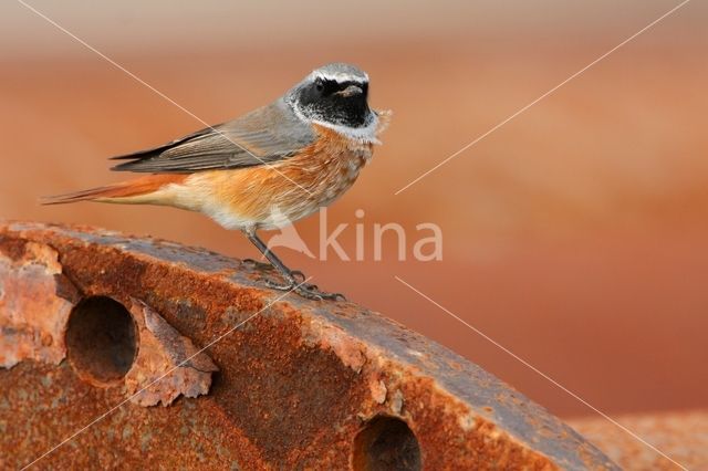 Gekraagde Roodstaart (Phoenicurus phoenicurus)