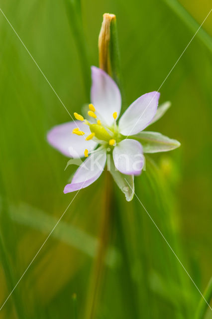 Gerande + Zilte schijnspurrie (Spergularia media + Spergularia marina)