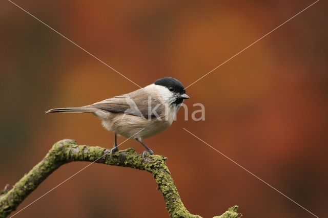 Glanskop (Parus palustris)