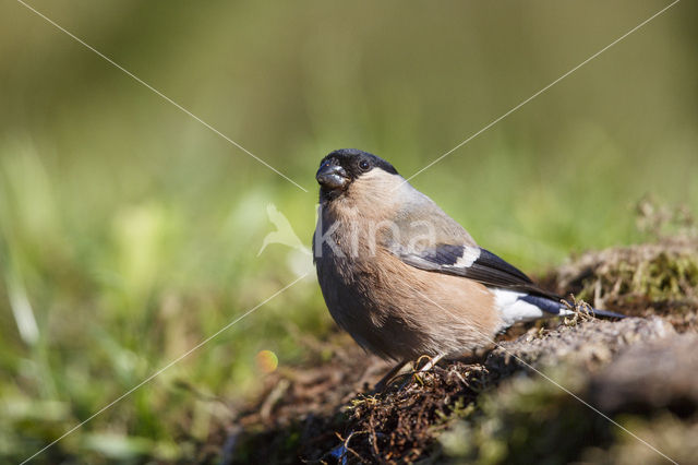 Eurasian Bullfinch (Pyrrhula pyrrhula)