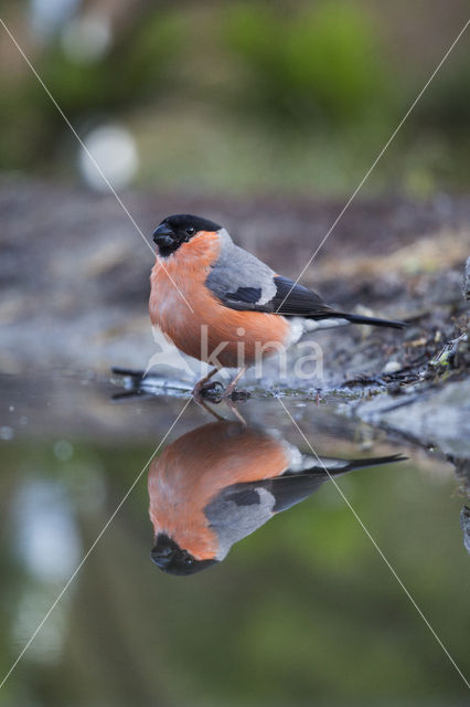 Eurasian Bullfinch (Pyrrhula pyrrhula)