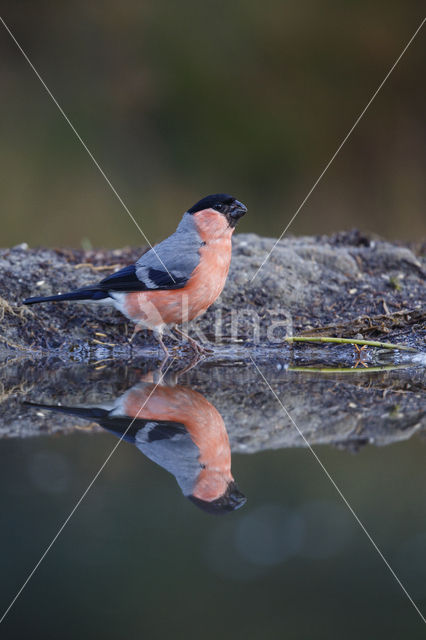 Eurasian Bullfinch (Pyrrhula pyrrhula)