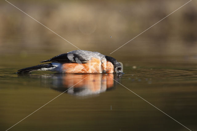 Eurasian Bullfinch (Pyrrhula pyrrhula)