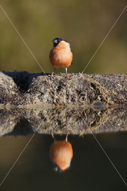 Goudvink (Pyrrhula pyrrhula)