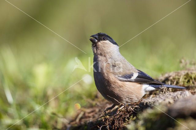 Eurasian Bullfinch (Pyrrhula pyrrhula)