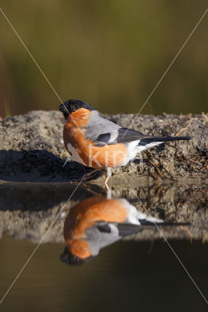 Eurasian Bullfinch (Pyrrhula pyrrhula)