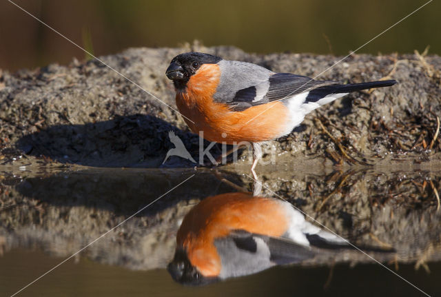 Eurasian Bullfinch (Pyrrhula pyrrhula)